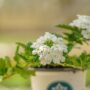 Verbena – Lanai White – 4.5″ Pot